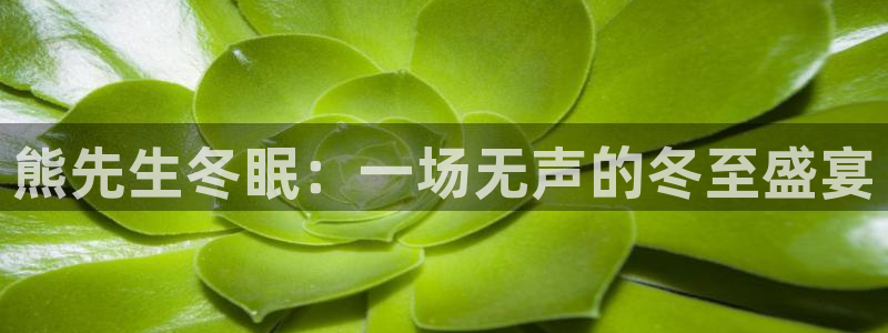里番动漫在线观看网：熊先生冬眠：一场无声的冬至盛宴